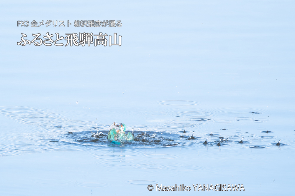 飛騨高山に棲むカワセミの写真。撮影・柳沢雅彦
