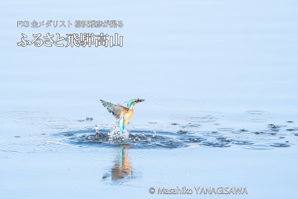 飛騨高山に棲むカワセミの写真。撮影・柳沢雅彦