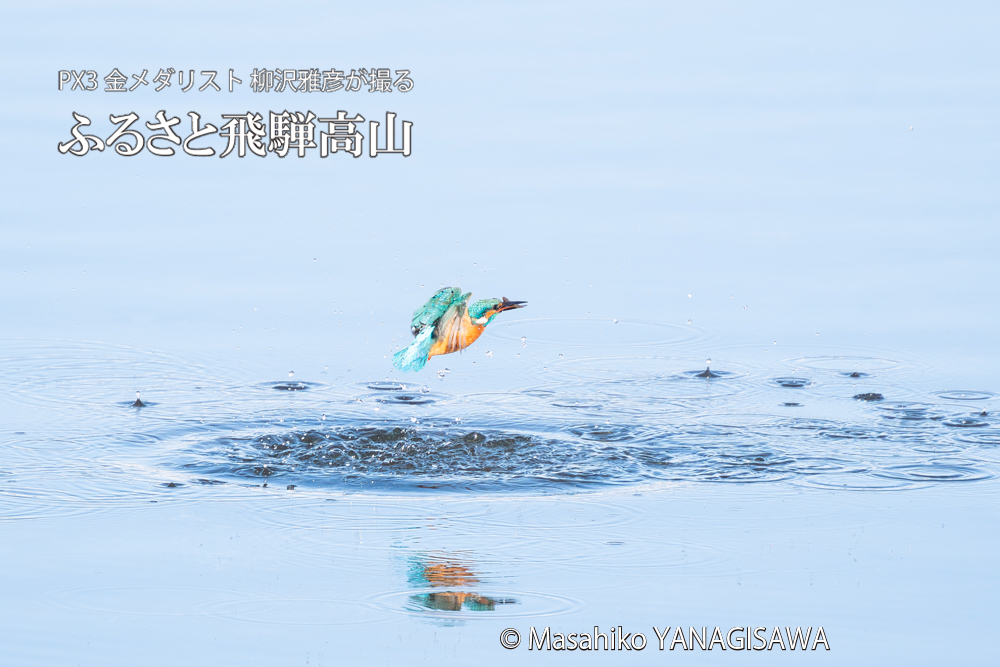 飛騨高山に棲むカワセミの写真。撮影・柳沢雅彦