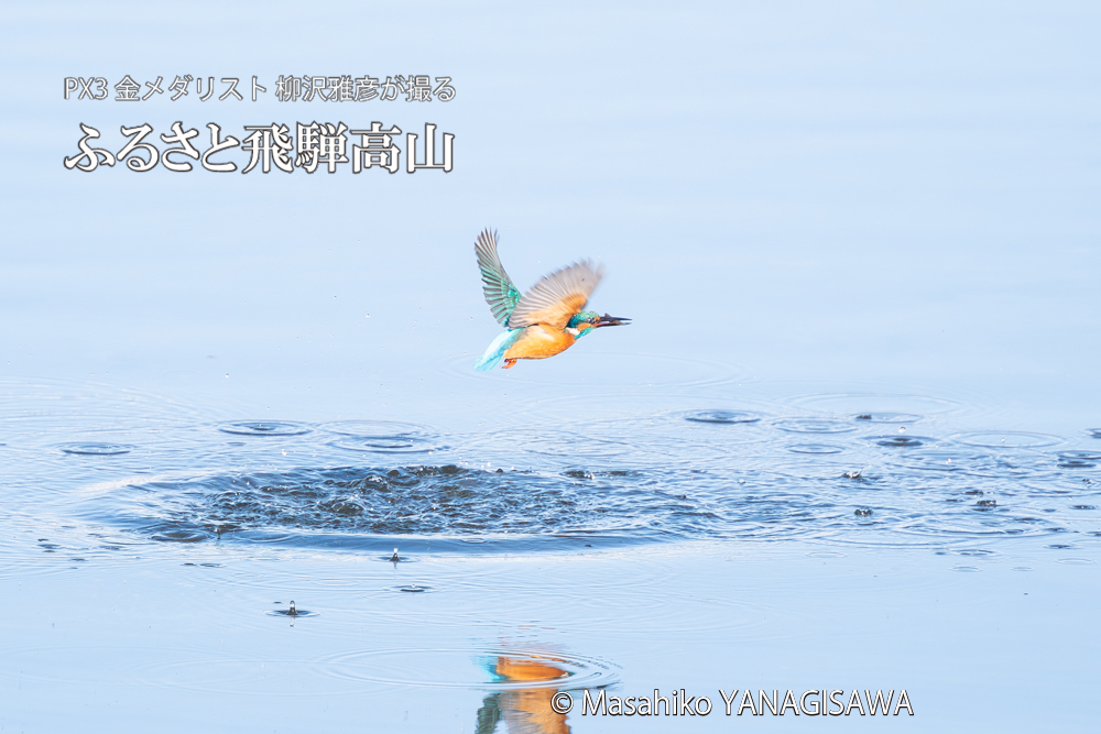 飛騨高山に棲むカワセミの写真。撮影・柳沢雅彦