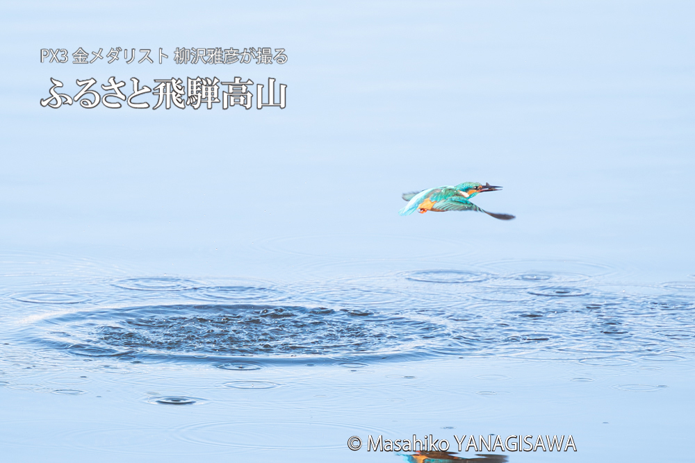 飛騨高山に棲むカワセミの写真。撮影・柳沢雅彦