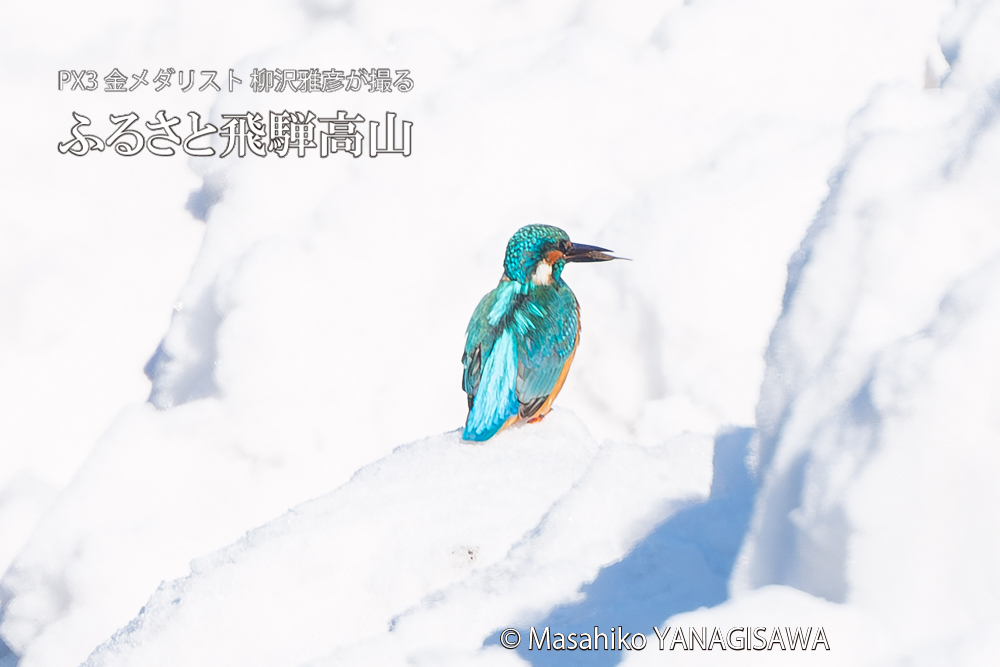 飛騨高山に棲むカワセミの写真。撮影・柳沢雅彦