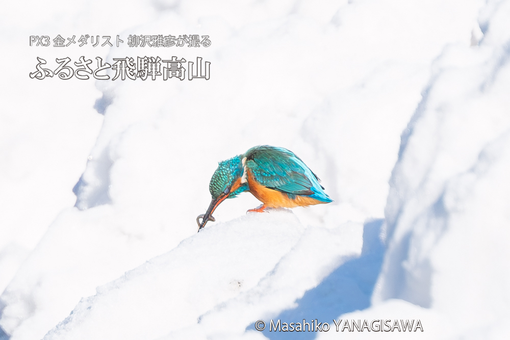 飛騨高山に棲むカワセミの写真。撮影・柳沢雅彦