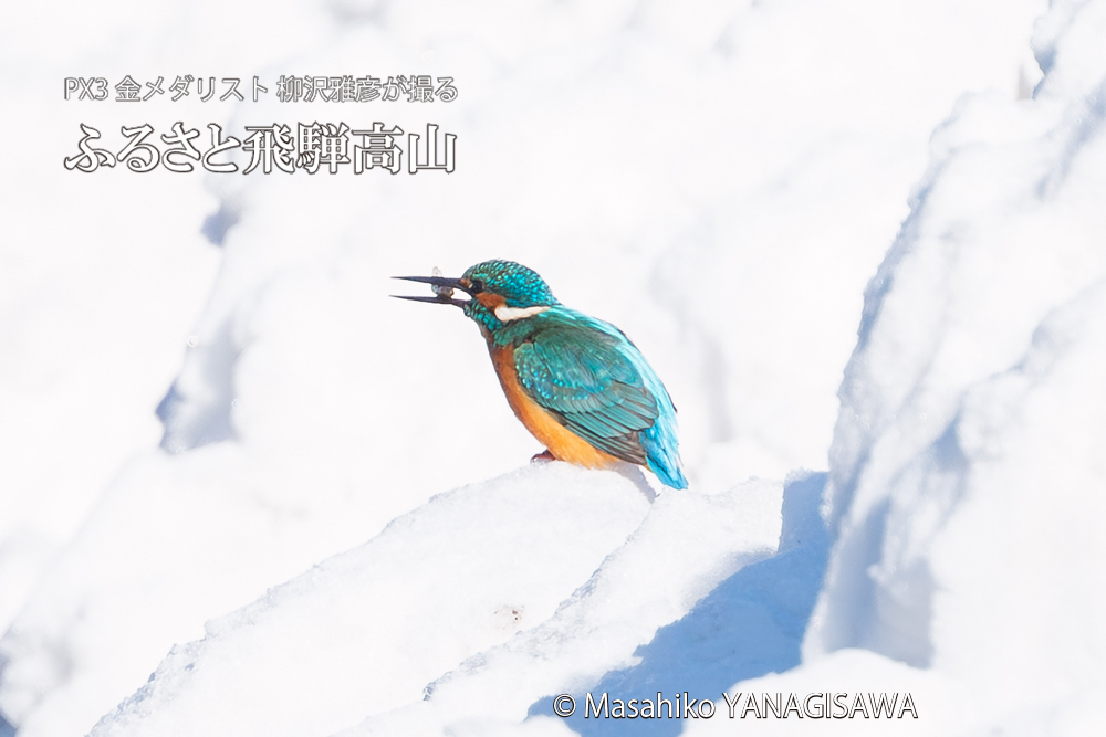 飛騨高山に棲むカワセミの写真。撮影・柳沢雅彦
