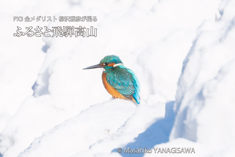 飛騨高山に棲むカワセミの写真。撮影・柳沢雅彦