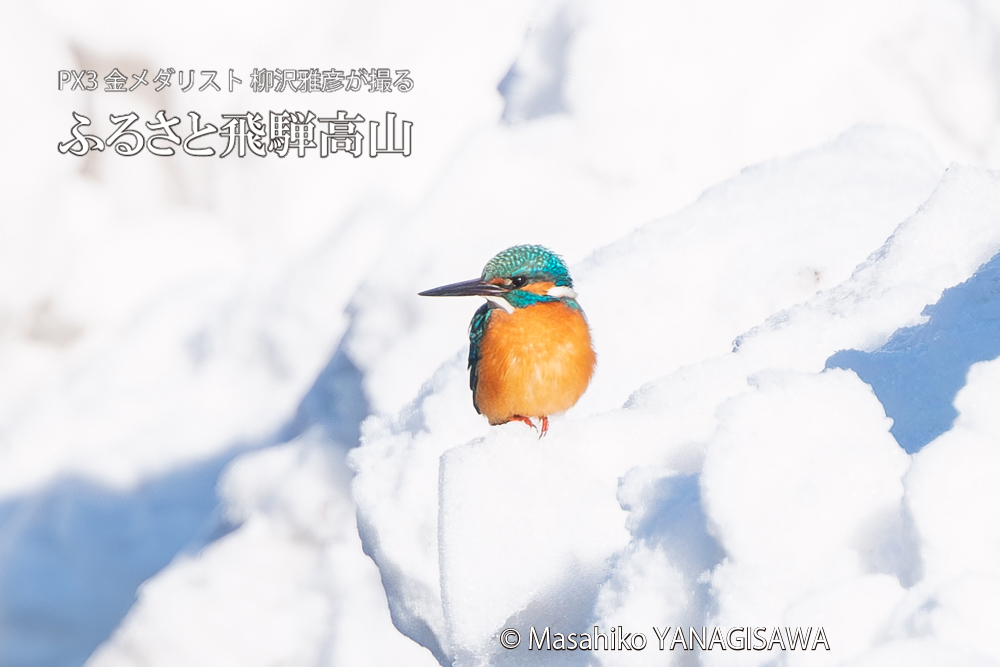 飛騨高山に棲むカワセミの写真。撮影・柳沢雅彦