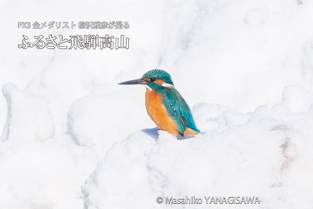 飛騨高山に棲むカワセミの写真。撮影・柳沢雅彦