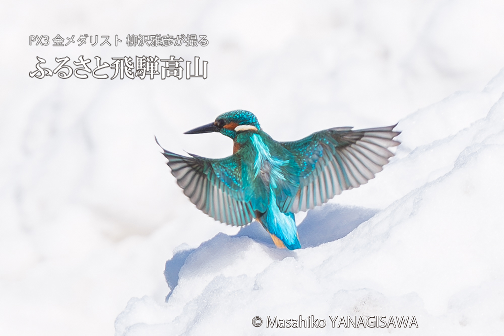 飛騨高山に棲むカワセミの写真。撮影・柳沢雅彦