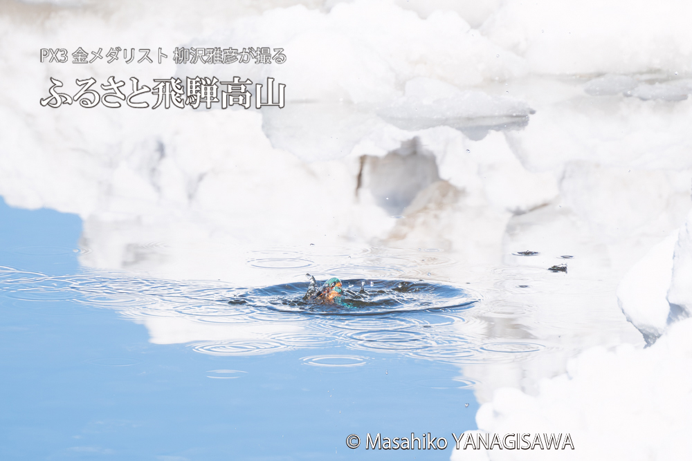 飛騨高山に棲むカワセミの写真。撮影・柳沢雅彦