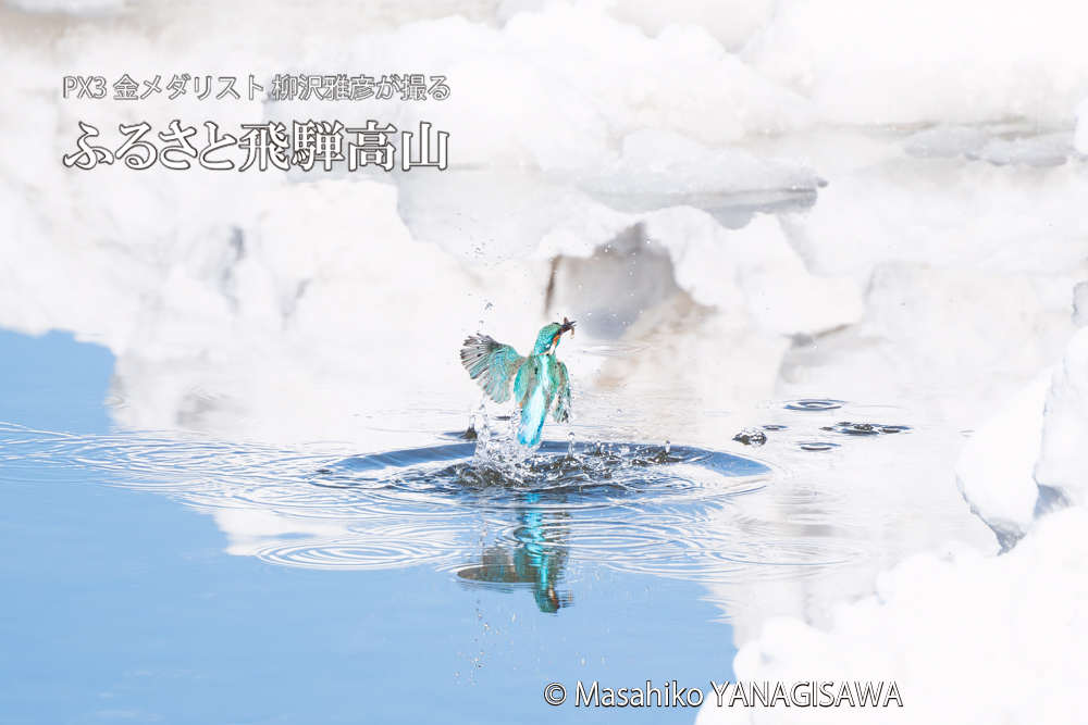 飛騨高山に棲むカワセミの写真。撮影・柳沢雅彦