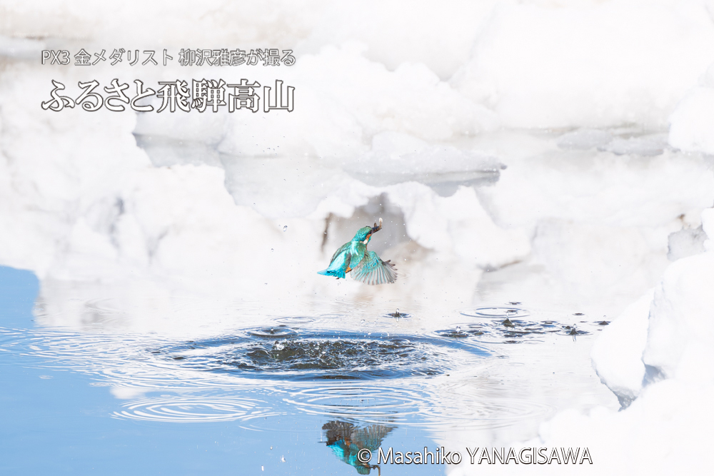 飛騨高山に棲むカワセミの写真。撮影・柳沢雅彦