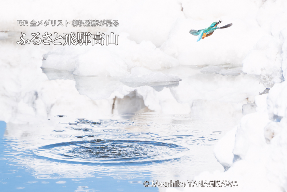 飛騨高山に棲むカワセミの写真。撮影・柳沢雅彦