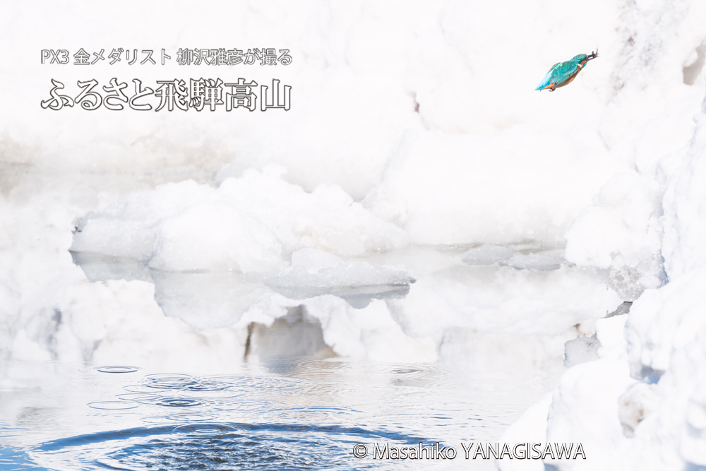 飛騨高山に棲むカワセミの写真。撮影・柳沢雅彦