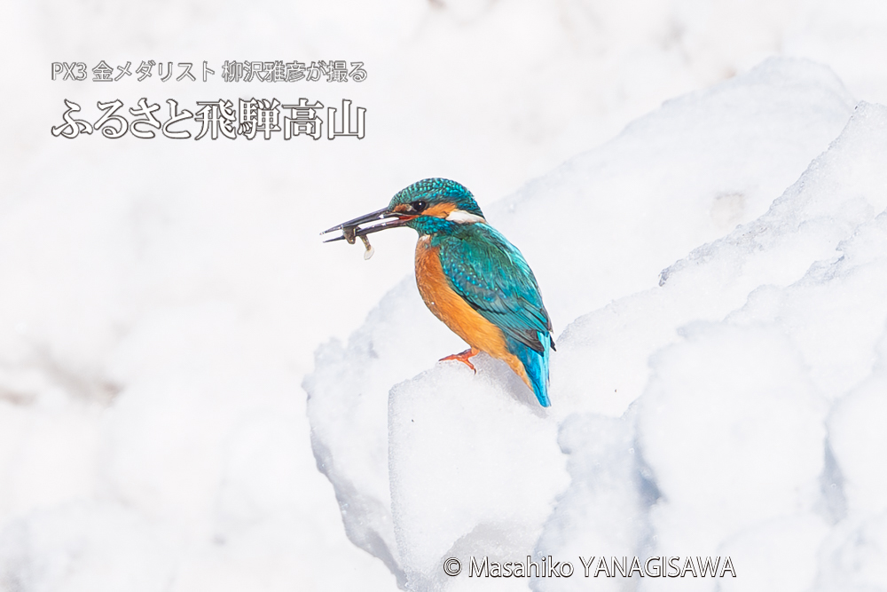 飛騨高山に棲むカワセミの写真。撮影・柳沢雅彦