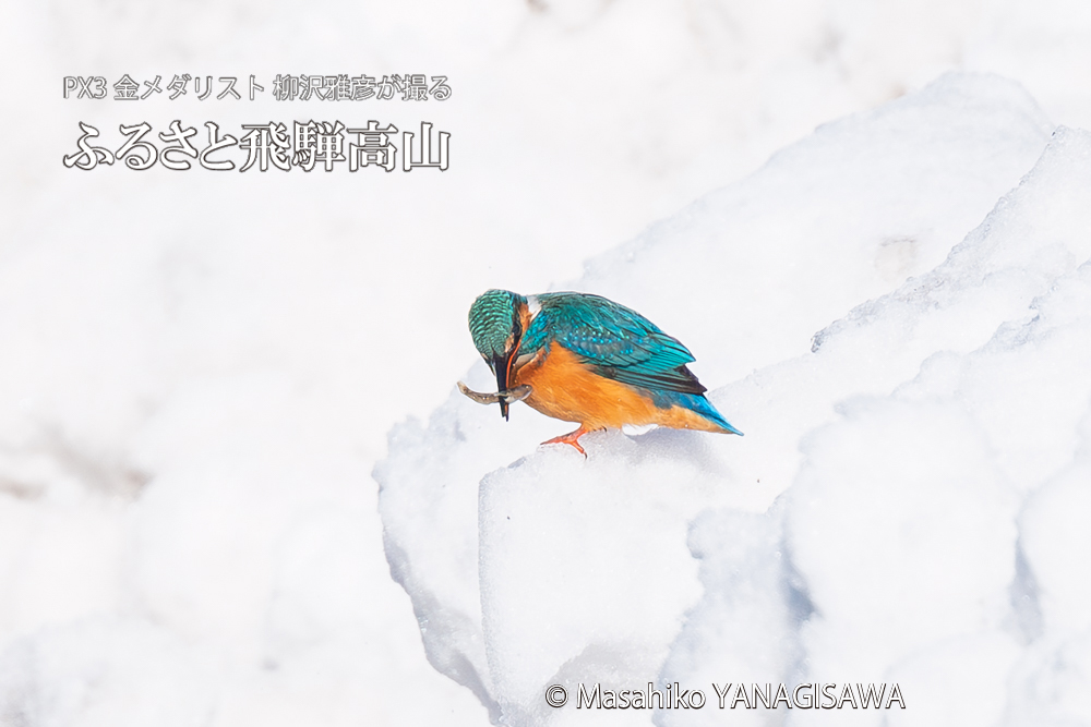 飛騨高山に棲むカワセミの写真。撮影・柳沢雅彦