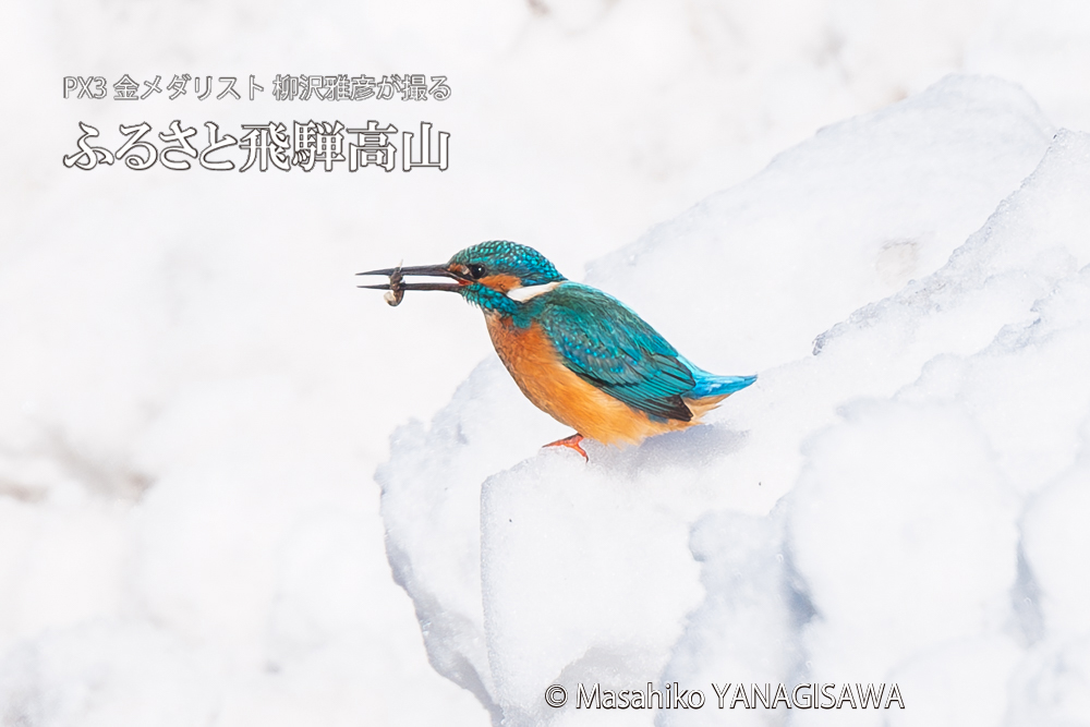 飛騨高山に棲むカワセミの写真。撮影・柳沢雅彦