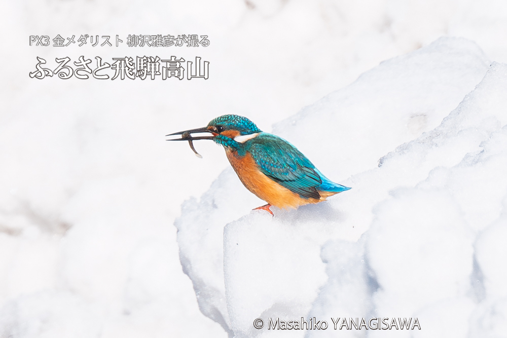 飛騨高山に棲むカワセミの写真。撮影・柳沢雅彦