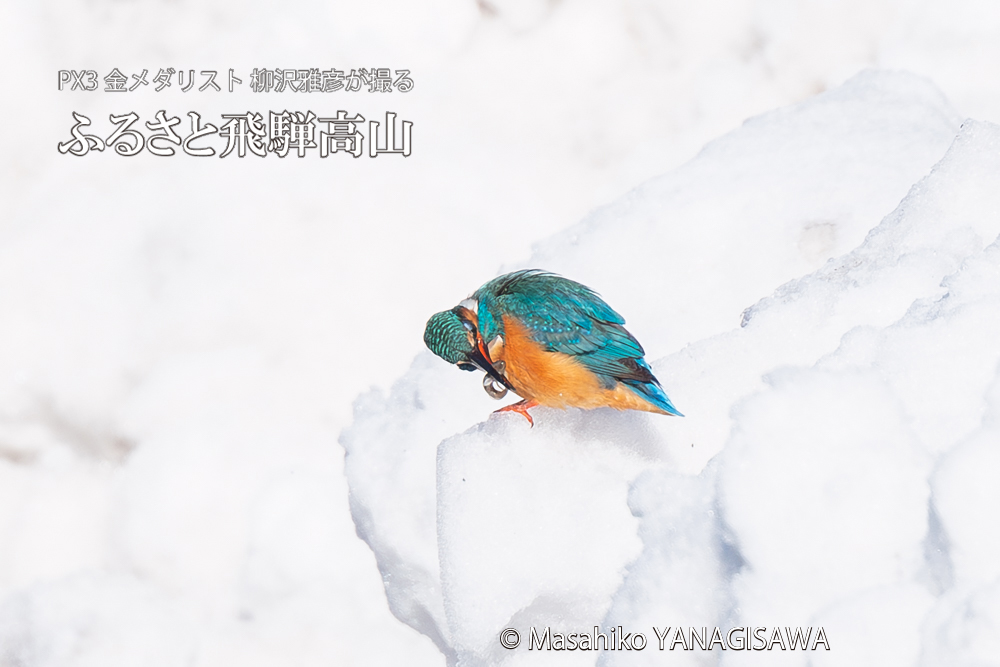 飛騨高山に棲むカワセミの写真。撮影・柳沢雅彦