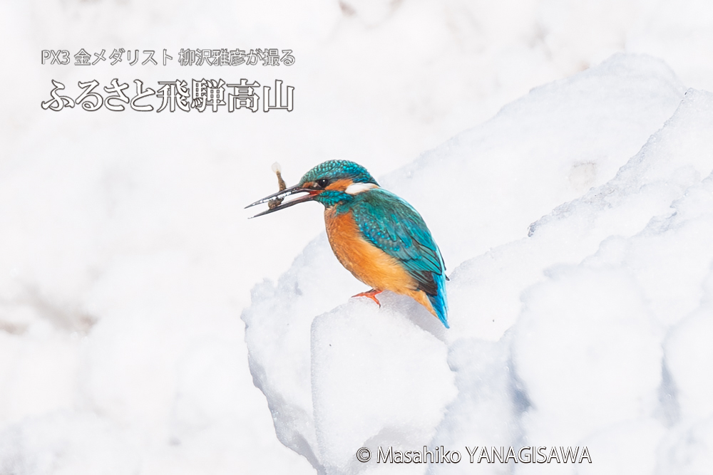 飛騨高山に棲むカワセミの写真。撮影・柳沢雅彦