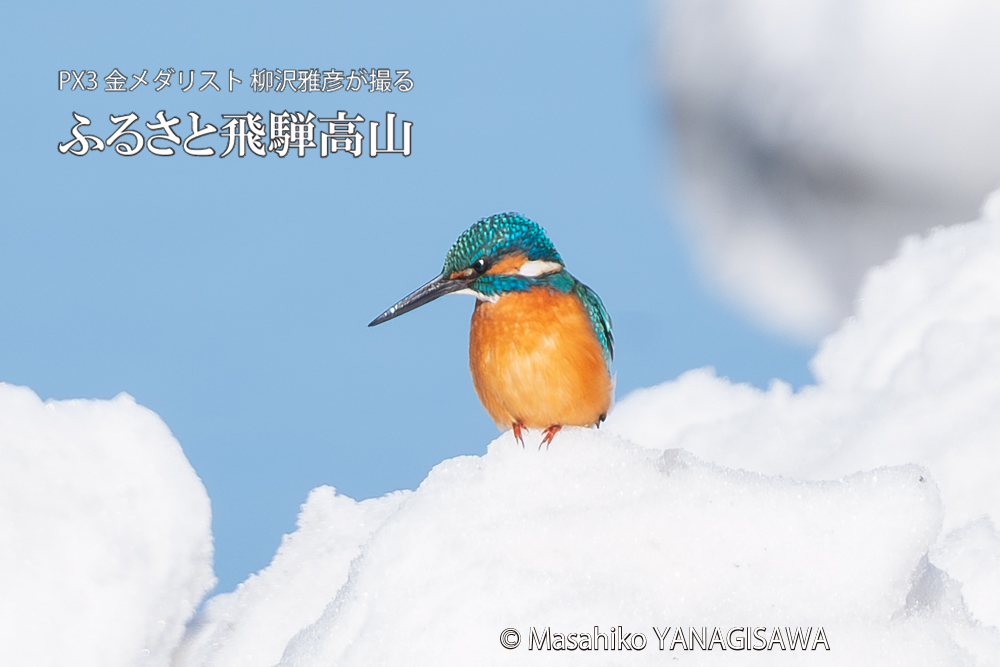 飛騨高山に棲むカワセミの写真。撮影・柳沢雅彦