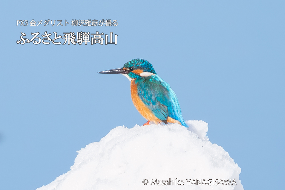 飛騨高山に棲むカワセミの写真。撮影・柳沢雅彦