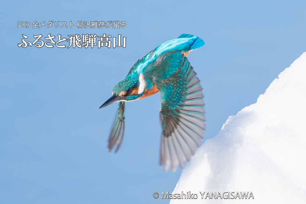 飛騨高山に棲むカワセミの写真。撮影・柳沢雅彦