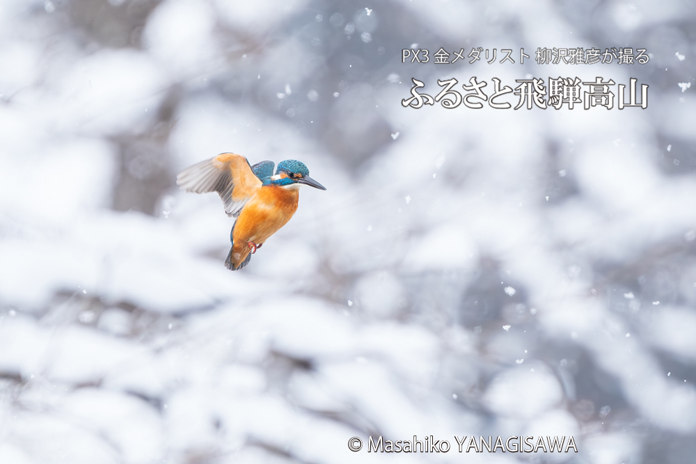 飛騨高山に棲むカワセミの写真。撮影・柳沢雅彦