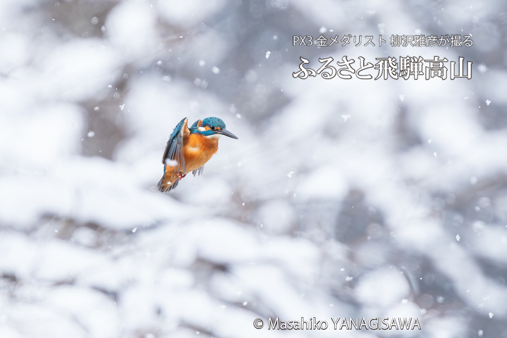 飛騨高山に棲むカワセミの写真。撮影・柳沢雅彦