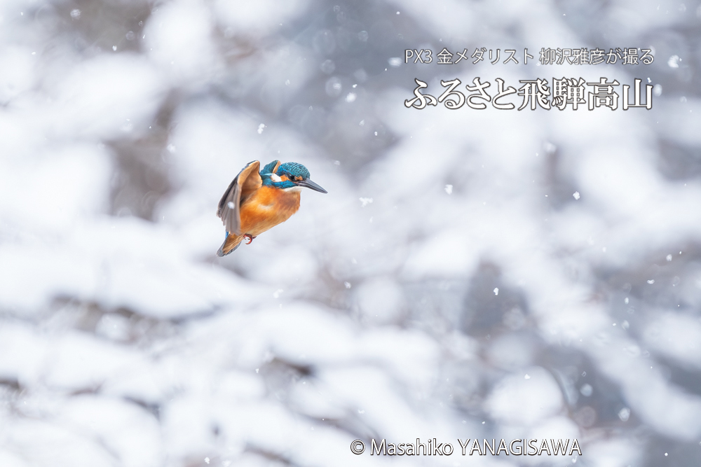 飛騨高山に棲むカワセミの写真。撮影・柳沢雅彦