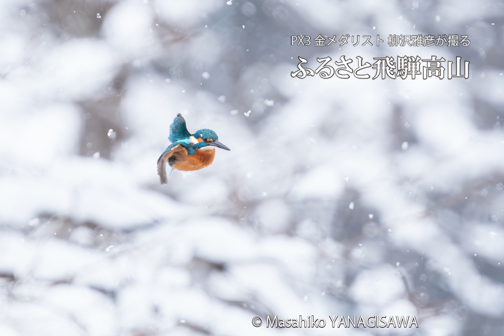 飛騨高山に棲むカワセミの写真。撮影・柳沢雅彦