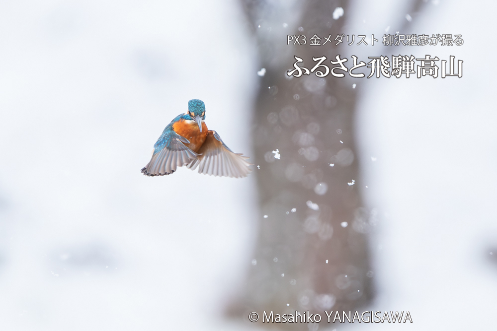 飛騨高山に棲むカワセミの写真。撮影・柳沢雅彦