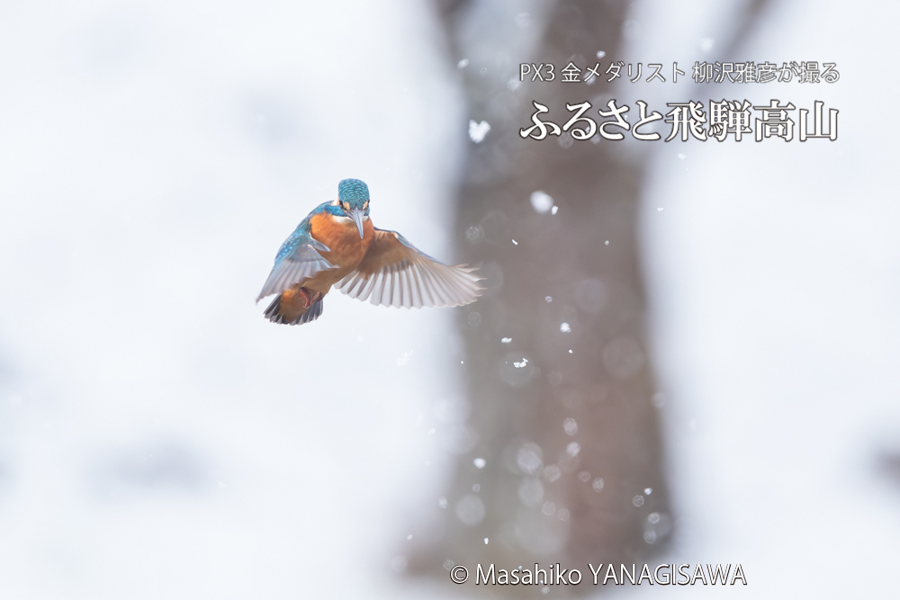 飛騨高山に棲むカワセミの写真。撮影・柳沢雅彦