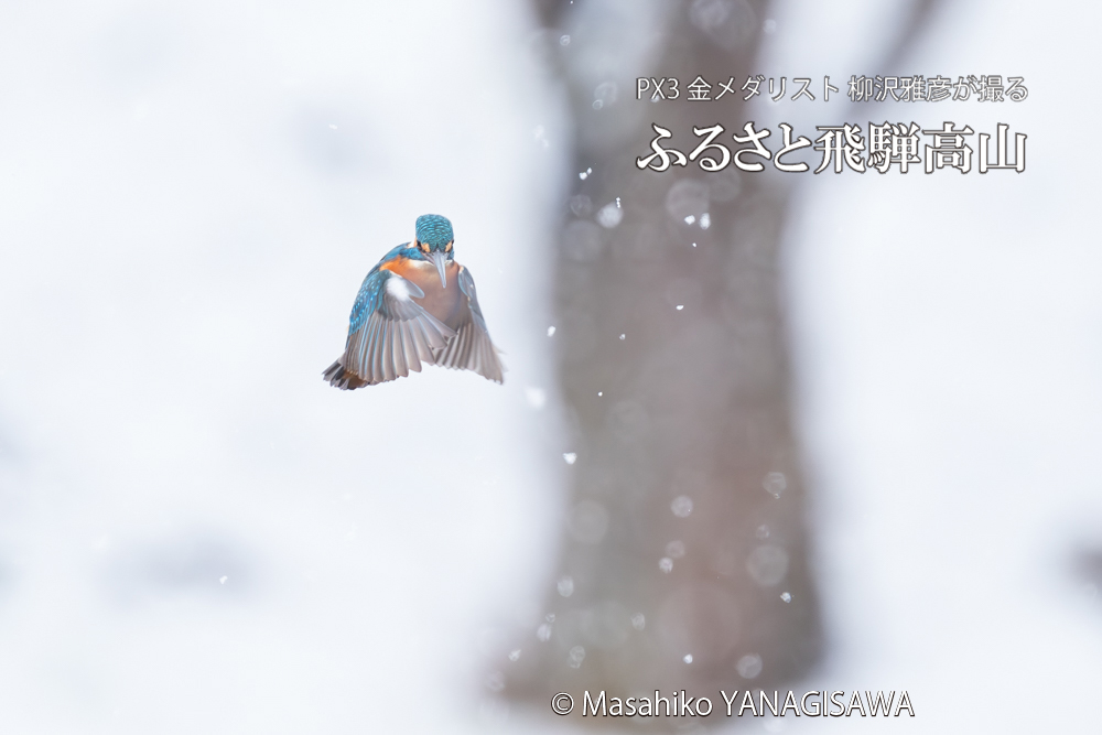 飛騨高山に棲むカワセミの写真。撮影・柳沢雅彦