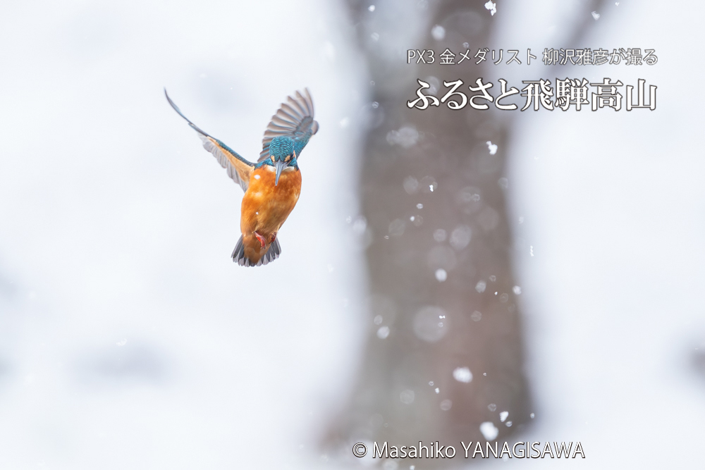 飛騨高山に棲むカワセミの写真。撮影・柳沢雅彦