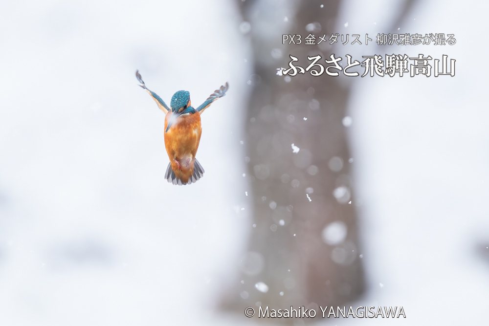 飛騨高山に棲むカワセミの写真。撮影・柳沢雅彦