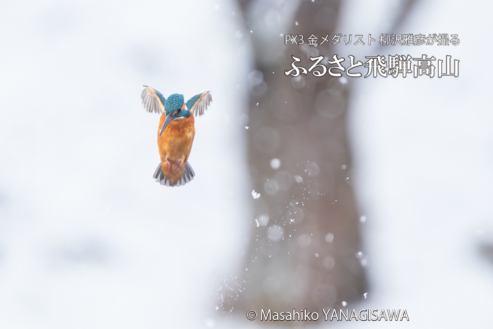 飛騨高山に棲むカワセミの写真。撮影・柳沢雅彦