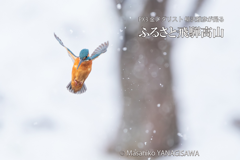 飛騨高山に棲むカワセミの写真。撮影・柳沢雅彦