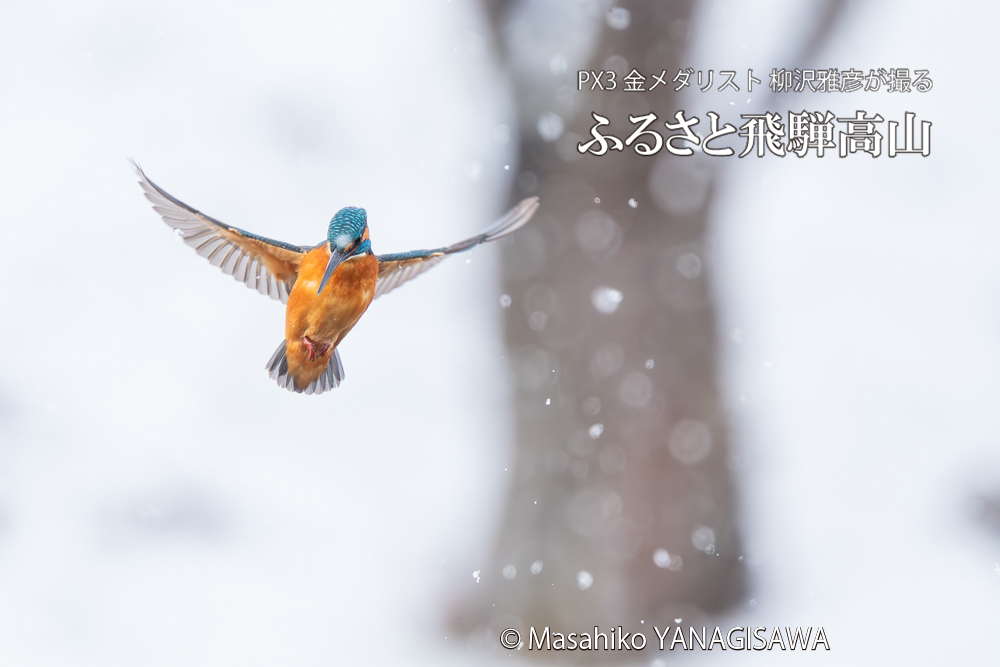 飛騨高山に棲むカワセミの写真。撮影・柳沢雅彦