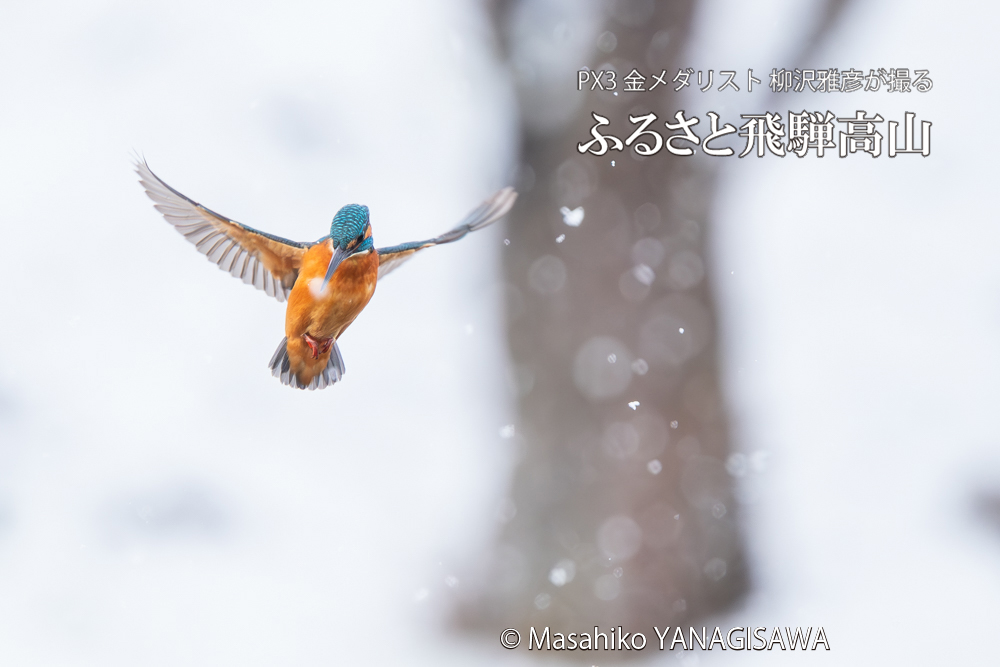 飛騨高山に棲むカワセミの写真。撮影・柳沢雅彦