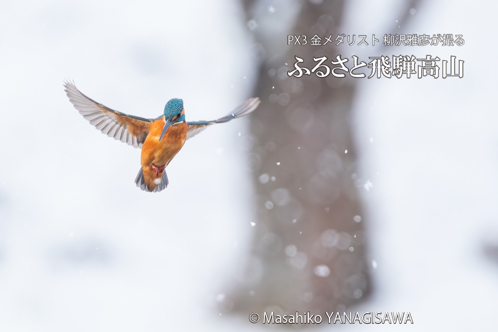 飛騨高山に棲むカワセミの写真。撮影・柳沢雅彦