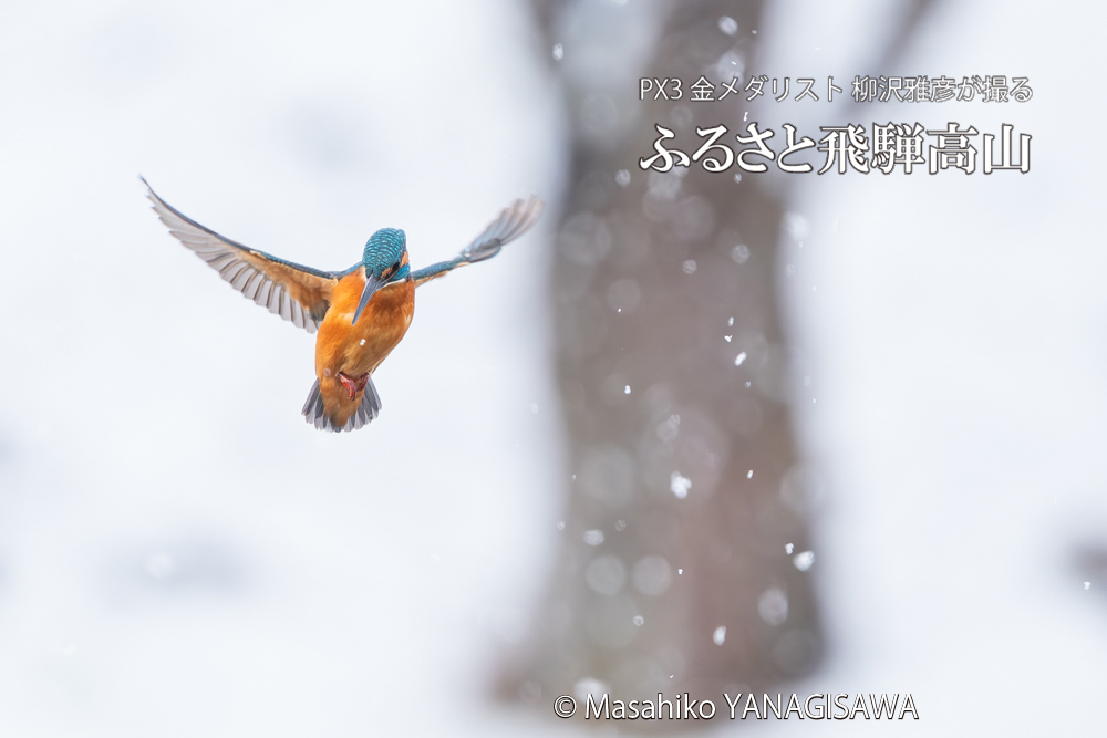 飛騨高山に棲むカワセミの写真。撮影・柳沢雅彦