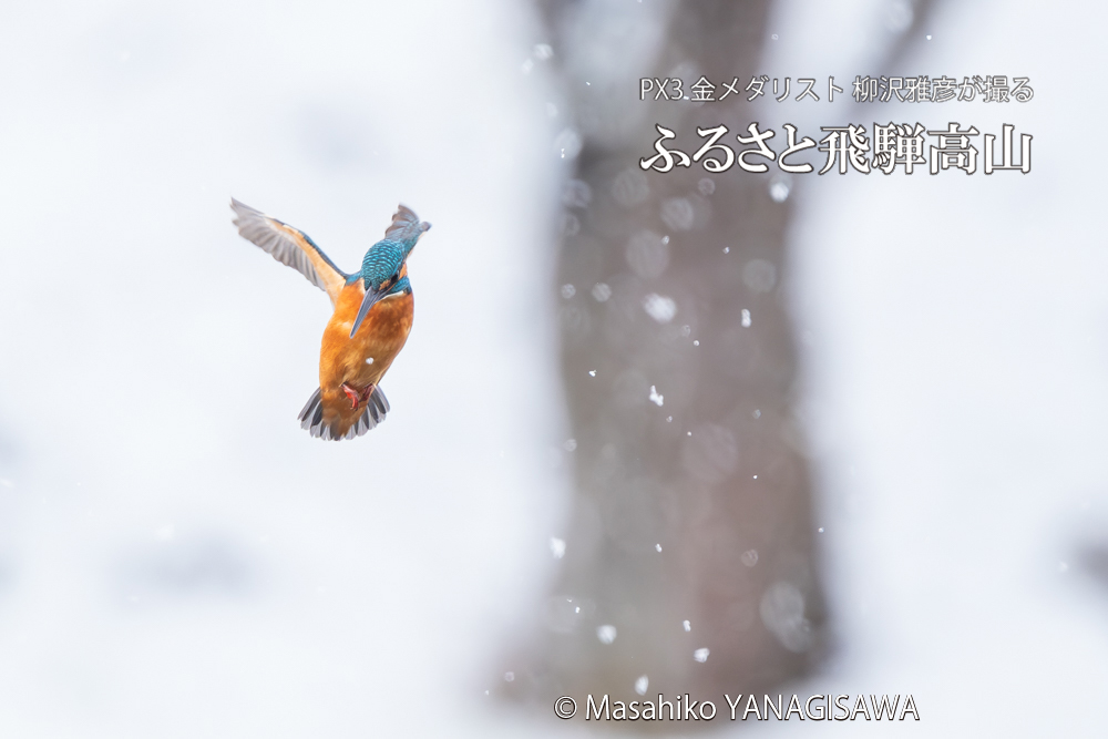 飛騨高山に棲むカワセミの写真。撮影・柳沢雅彦