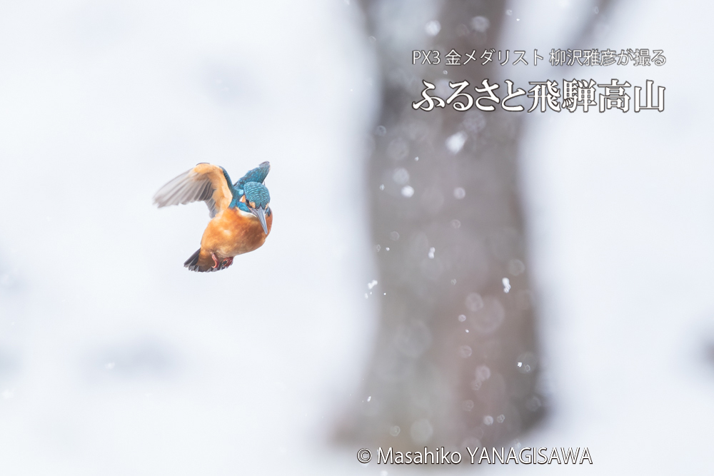 飛騨高山に棲むカワセミの写真。撮影・柳沢雅彦