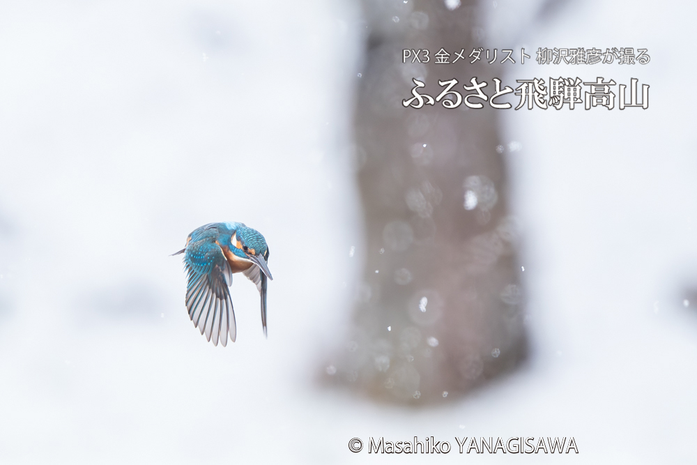 飛騨高山に棲むカワセミの写真。撮影・柳沢雅彦