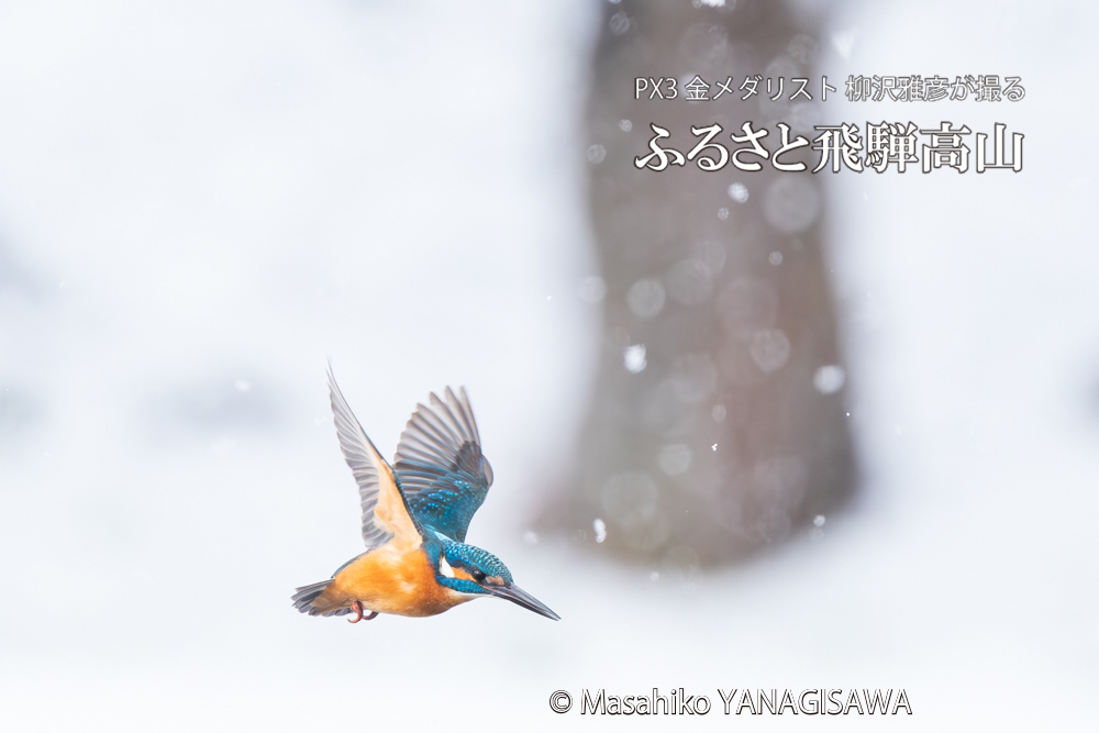 飛騨高山に棲むカワセミの写真。撮影・柳沢雅彦