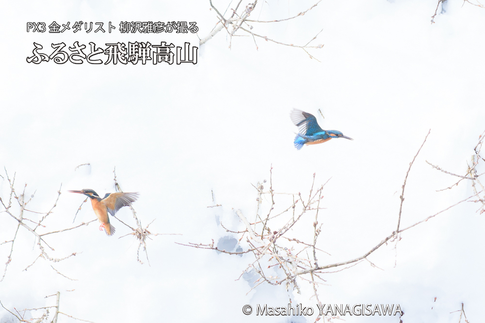 飛騨高山に棲むカワセミの写真です。