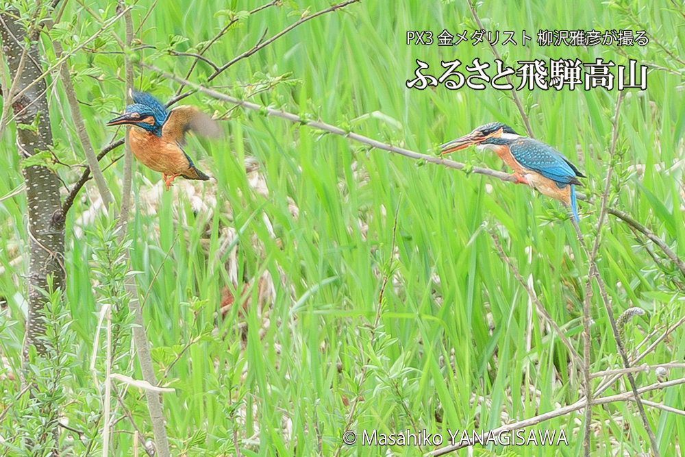 飛騨高山に棲むカワセミの写真です。