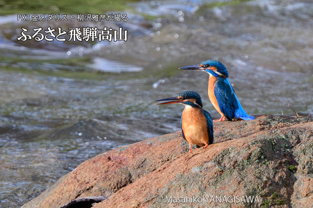 飛騨高山に棲むカワセミの写真です。