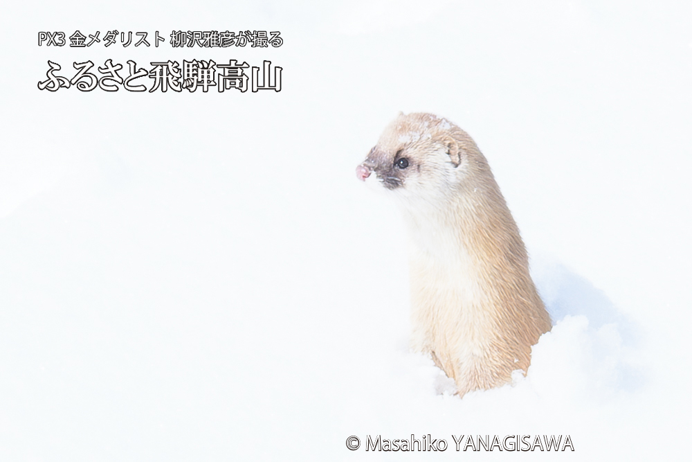 飛騨高山の雪原を跳ねるイタチの写真です。