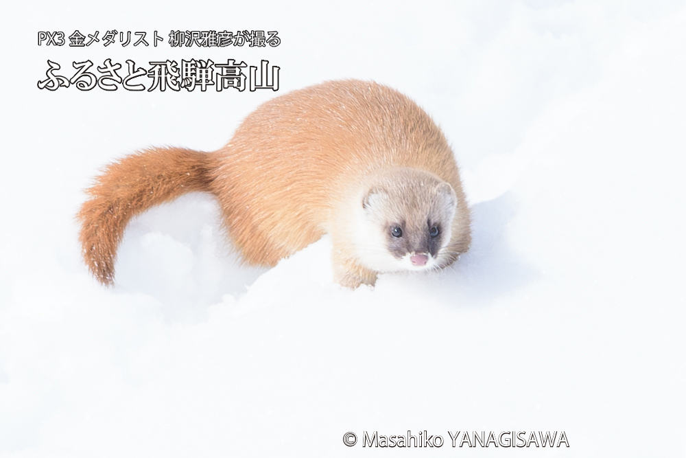 飛騨高山の雪原を跳ねるイタチの写真です。
